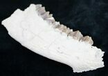 Oreodont (Merycoidodon culbertsoni) Jaw Section #8851-1